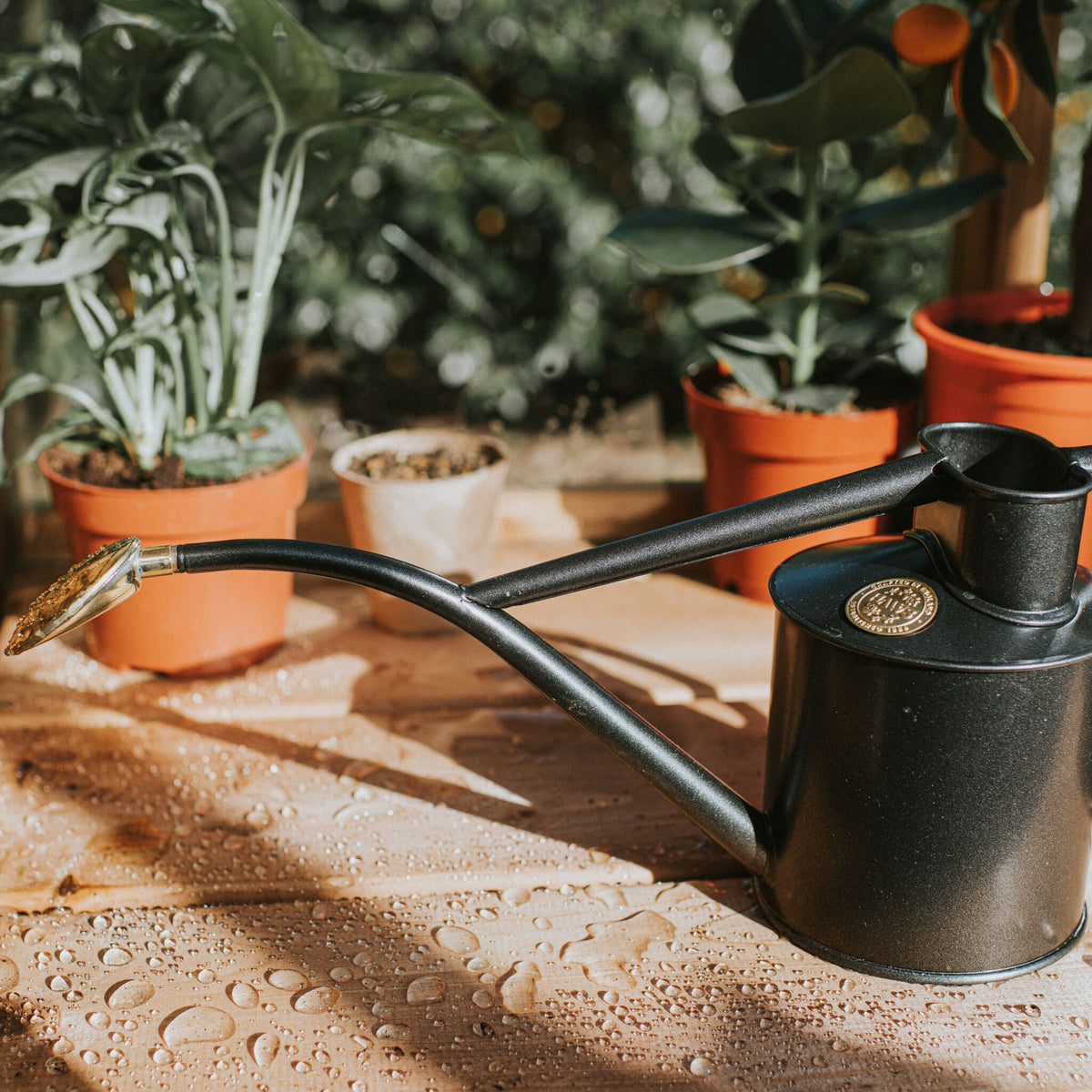 Graphite Rowley Ripple watering a houseplant