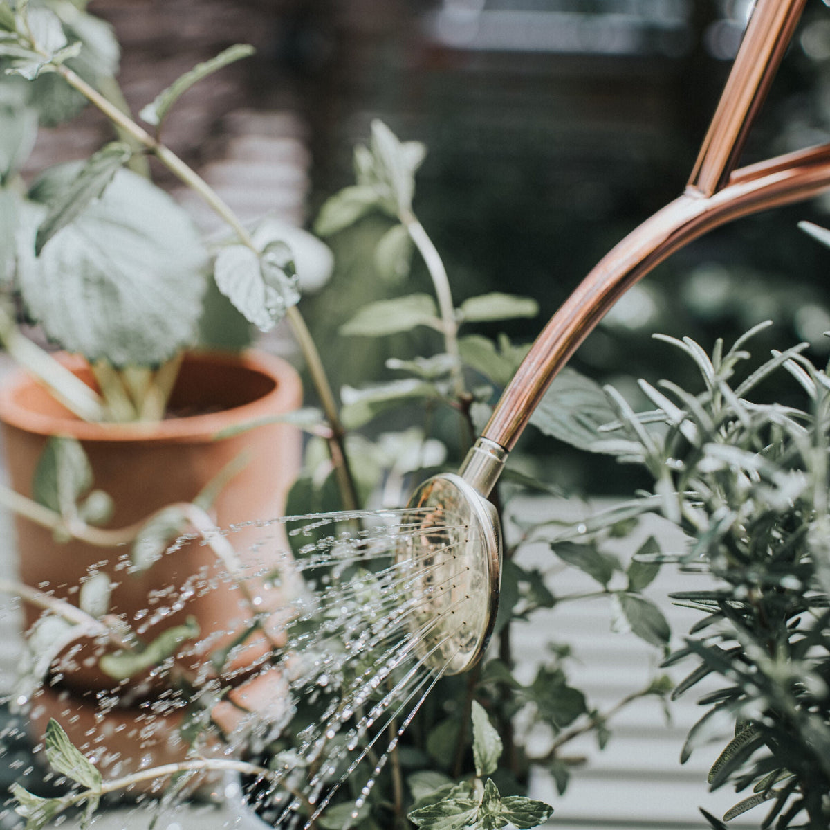 Copper Rowley Ripple watering a houseplant