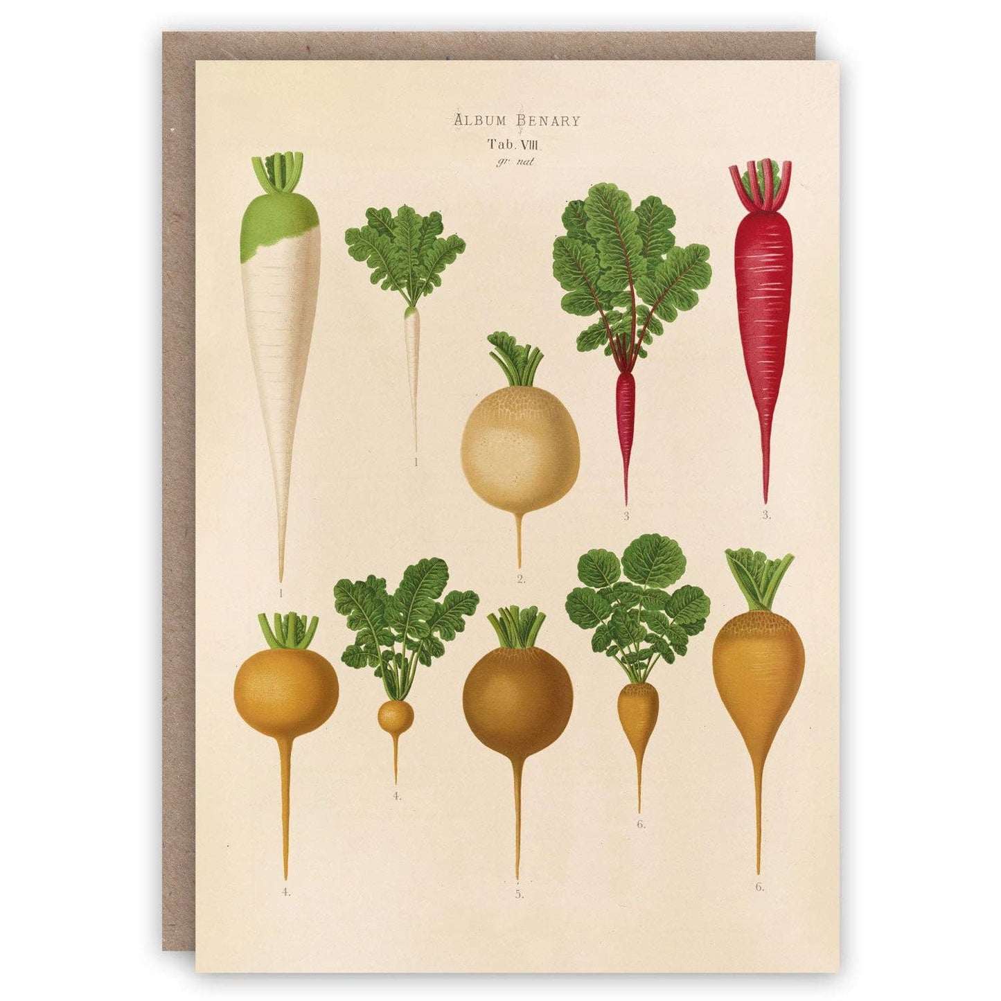 The Pattern Book - Radishes