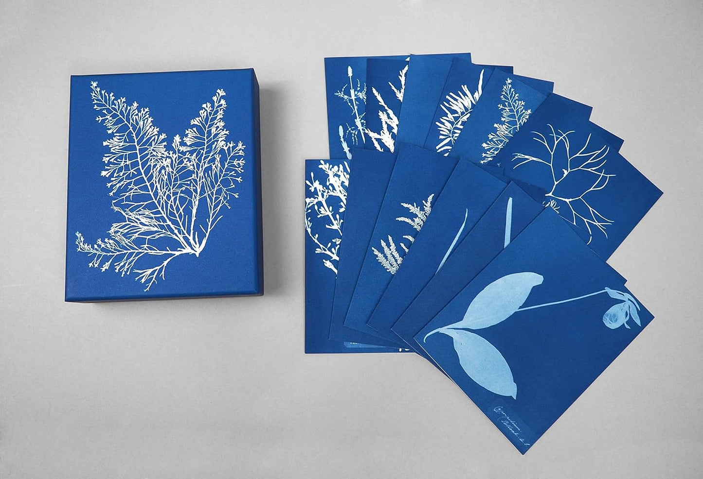 SUNPRINT NOTECARDS: The Cyanotypes of Anna Atkins
