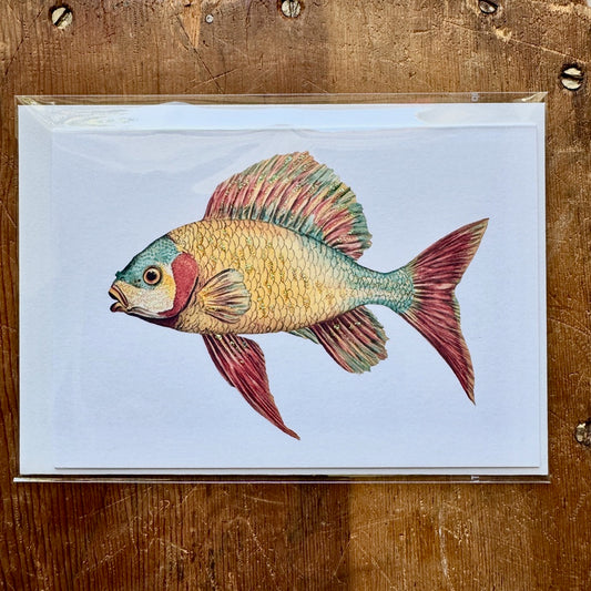 Dandelion Greeting Cards - Coloured Fish