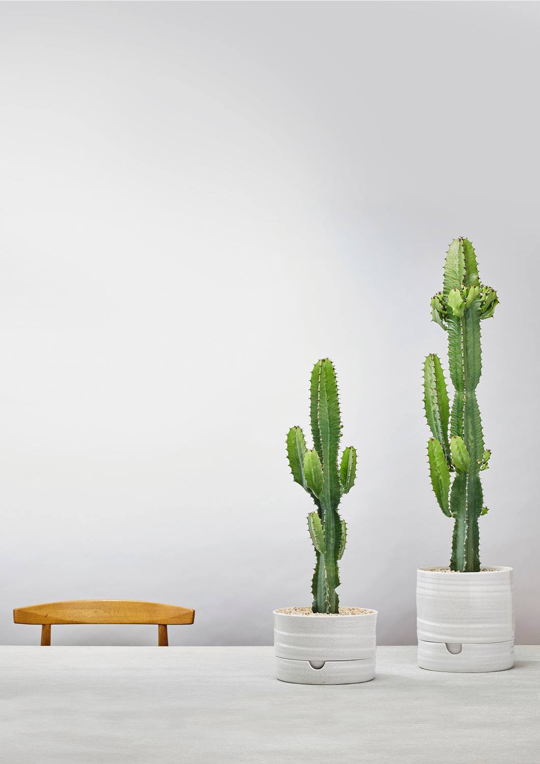 Self Watering Plant Pot