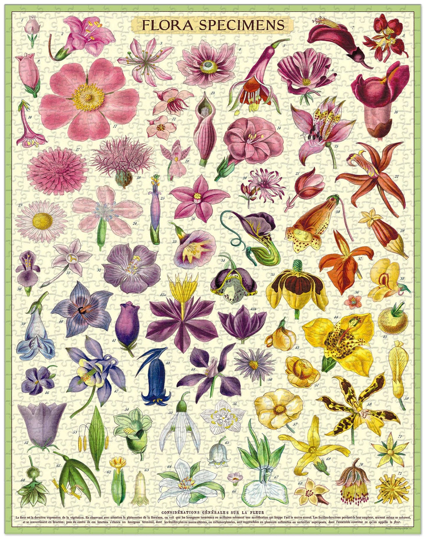 Cavallini - 1000 Pc Puzzle Flora Specimens