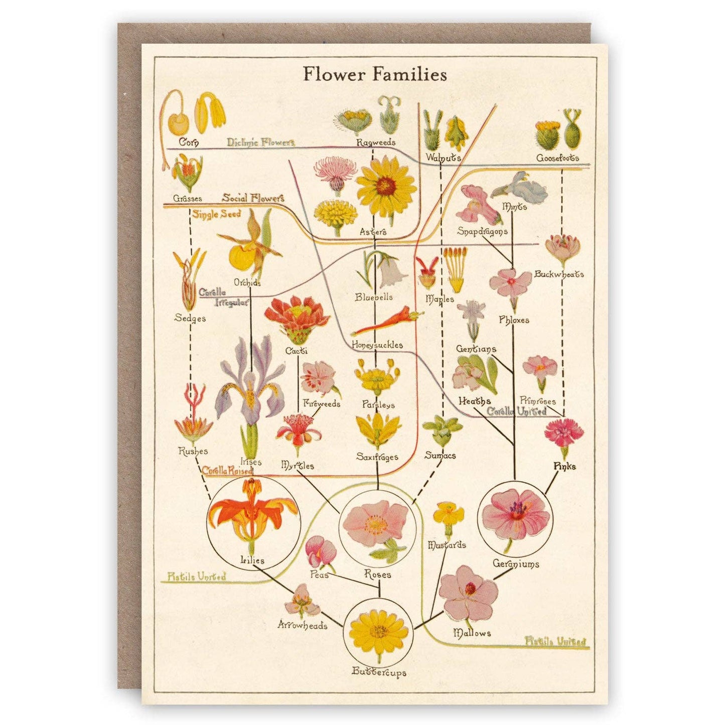 The Pattern Book - Flower Families