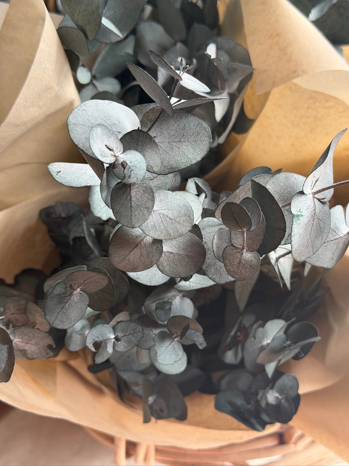 Eucalyptus Bunch