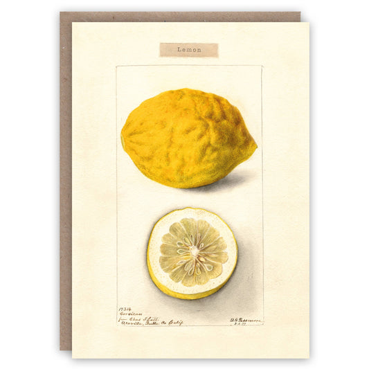 The Pattern Book - Lemon greeting card