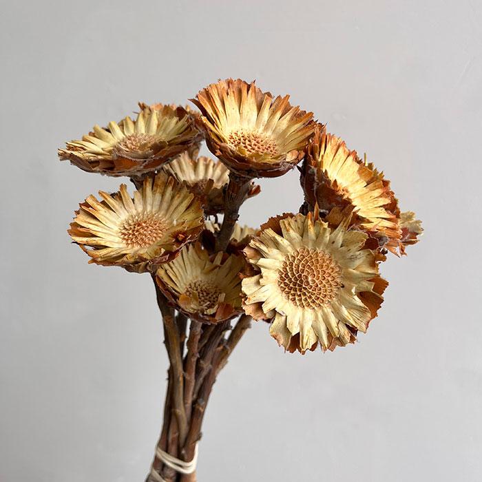 Dried Flower Protea Compacta Stem